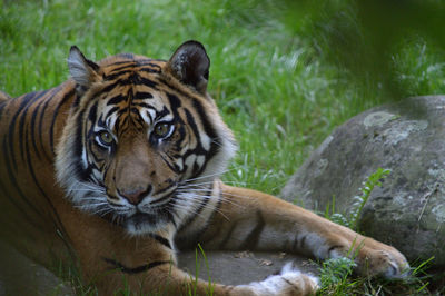 Portrait of tiger in zoo