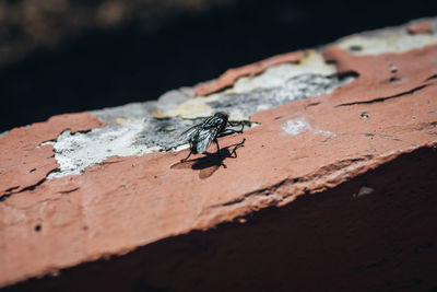 Close-up of insect