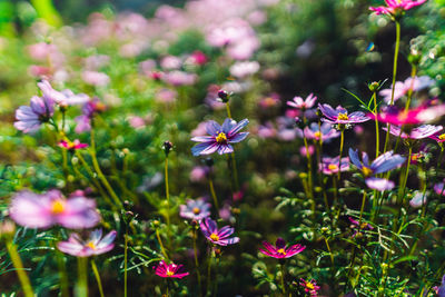 Close-up of purple flowering plants on field