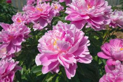 Close-up of pink flowering plants