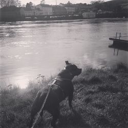 Dog on river against sky