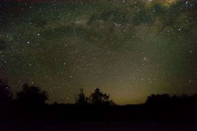 Low angle view of silhouette trees against star field at night