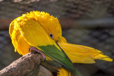 Close-up of bird perching on yellow leaf