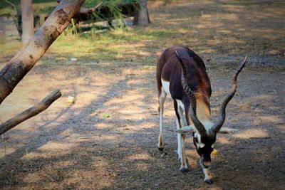 Deer standing in a field