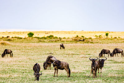 Animals grazing on field against clear sky
