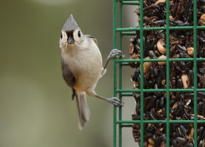Portrait of a bird against blurred background