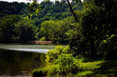 Scenic view of lake amidst trees in forest