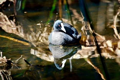 Close-up of duck swimming in lake