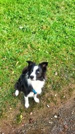 High angle portrait of dog on grass