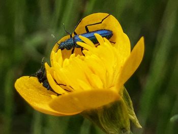 Close-up of insect pollinating on yellow flower