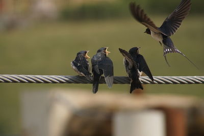 View of birds perching on fence