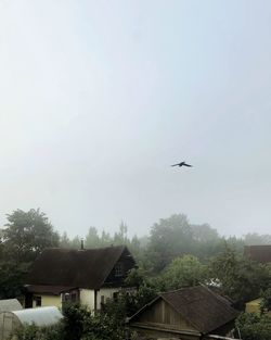 Bird flying over buildings against sky