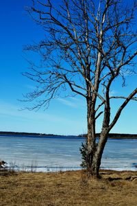 Bare trees against sky