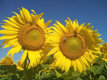 Close-up of sunflower on field against sky