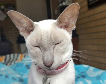 Close-up of cat resting