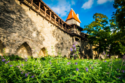 Low angle view of flowering plants by building against sky