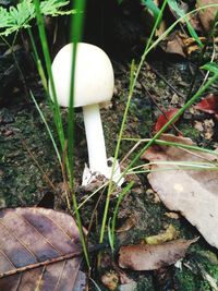 Close-up of mushroom growing in plant