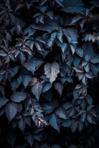 Full frame shot of plants