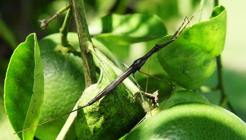 Close-up of insect on leaf