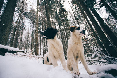 Dog sitting on snow covered trees in forest