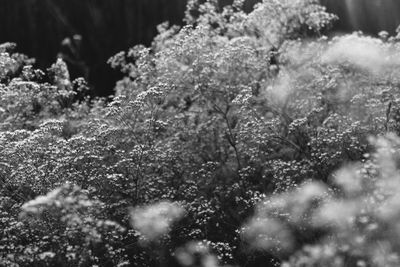 Close-up of frozen plants on land