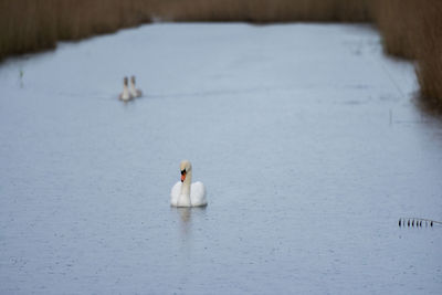 Close-up of swan swimming on lake