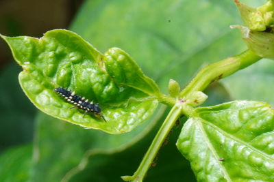 Close-up of insect on leaves