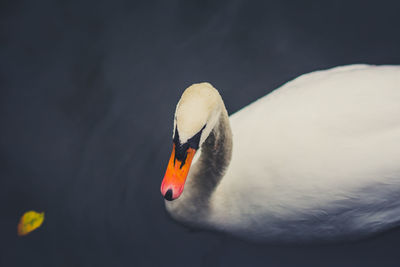 High angle close-up of duck swimming on lake