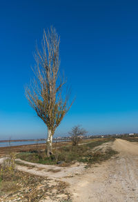 Tree on field against clear blue sky