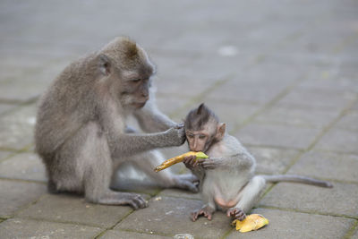 Monkey eating banana while sitting on footpath