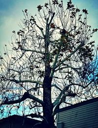 Low angle view of bare tree against sky