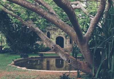 Trees in park