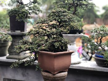 Close-up of potted plant
