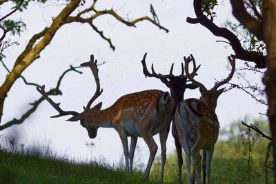 Fallow deer standing on grassy field against sky