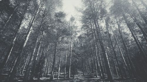 Low angle view of trees in forest