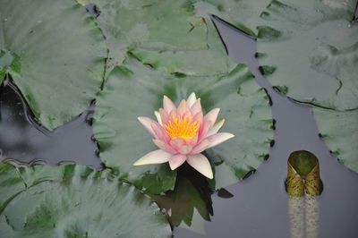 water lily