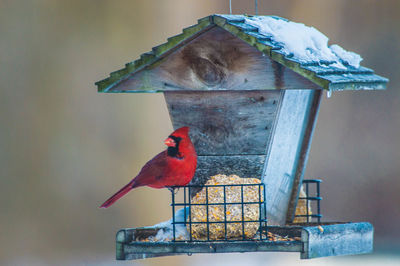 Close-up of cardinal perching on feeder