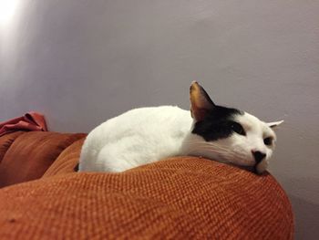 Close-up of cat lying on sofa