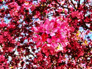 Close-up of pink cherry blossoms in spring