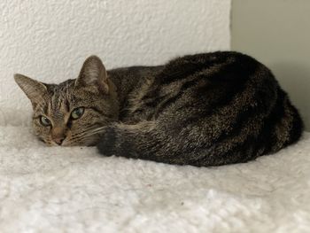 Close-up portrait of a cat resting