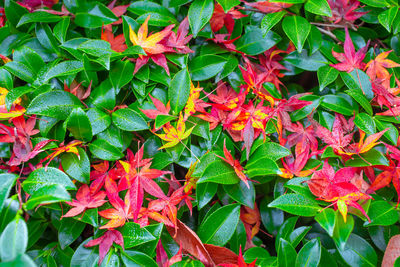 Close-up of red maple leaves on plant