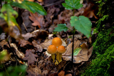 High angle view of mushrooms growing on field