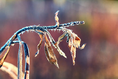 Close-up of icicles on plant during winter