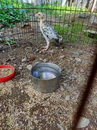 High angle view of bird on field