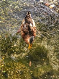 High angle view of duck swimming in lake