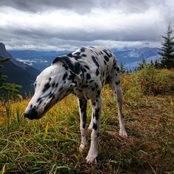 Grass grazing on grassy field