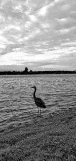 Side view of a bird in water