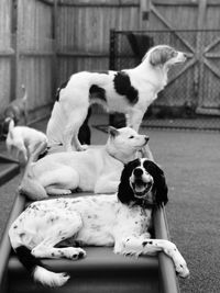 Dogs on ladder