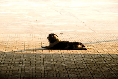 High angle view of dog on footpath