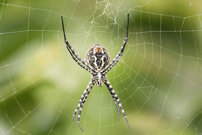 The spider species argiope aurantia is commonly known as the yellow garden spider